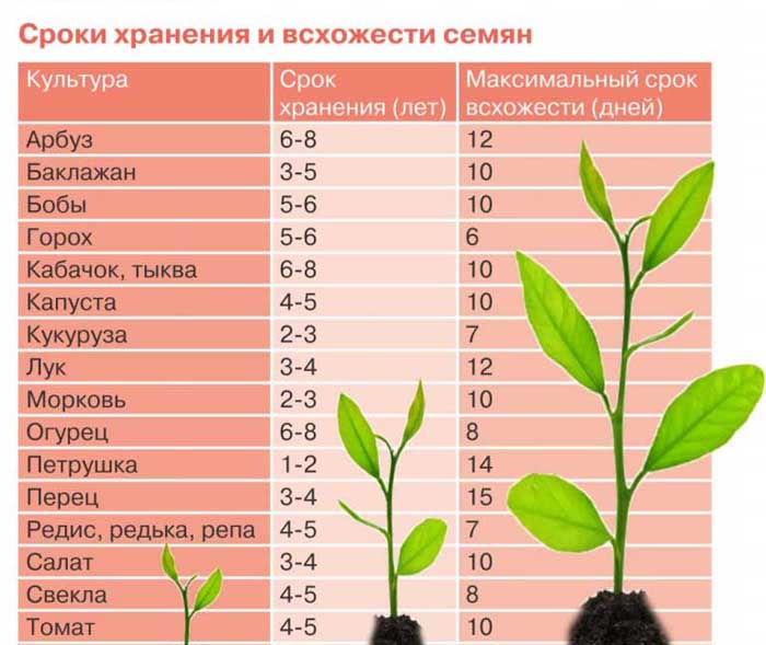 Рассада огурцов — все от А до Я как легко вырастить крепкую рассаду огурцов