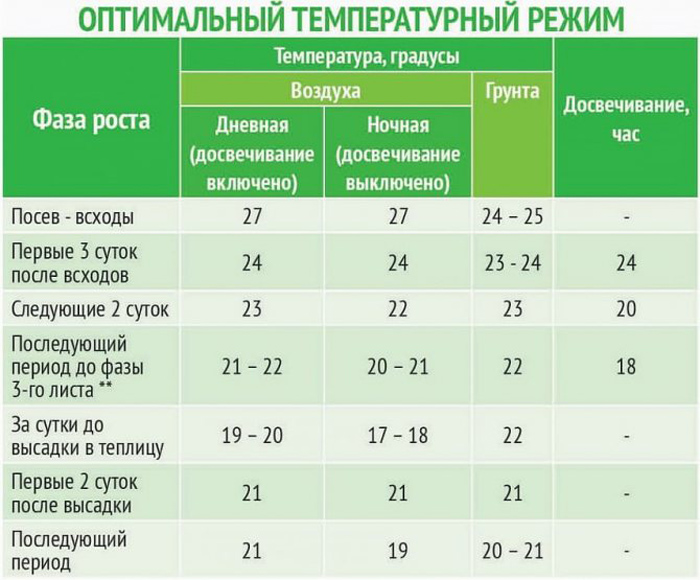 Рассада огурцов — все от А до Я как легко вырастить крепкую рассаду огурцов