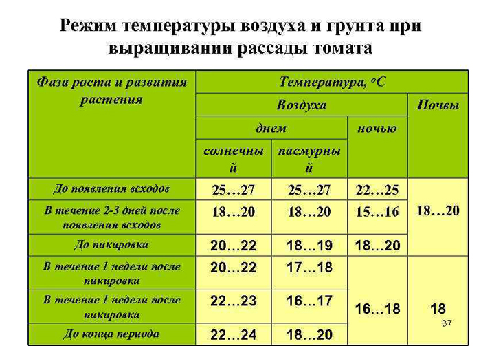 Рассада помидор – все от А до Я как легко вырастить крепкую рассаду томатов