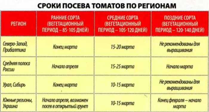 Рассада помидор – все от А до Я как легко вырастить крепкую рассаду томатов