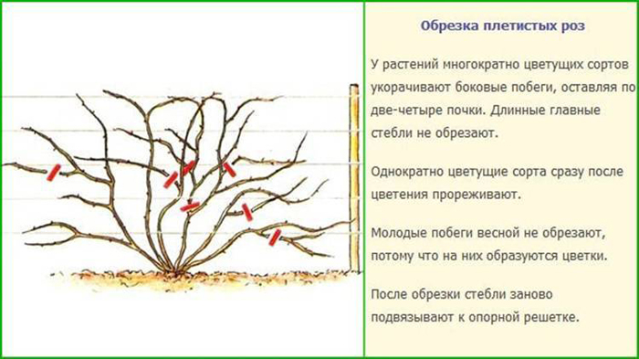 Роза Дон Жуан (30 фото) – описание, выращивание, отзывы