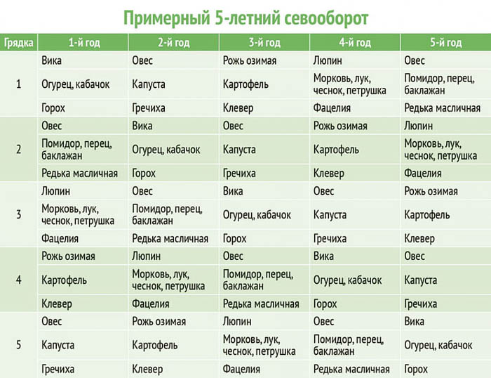 Сидерат Люпин — польза, когда сеять и перекапывать