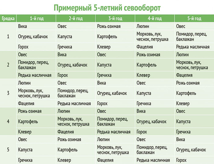 Сидерат Вика — преимущества, когда и как сажать для лучшего плодородия