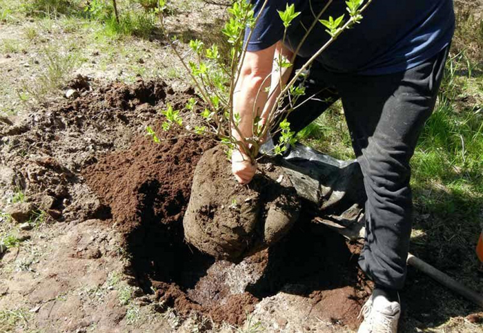 Сирень — описание растения, сорта и виды, посадка и уход