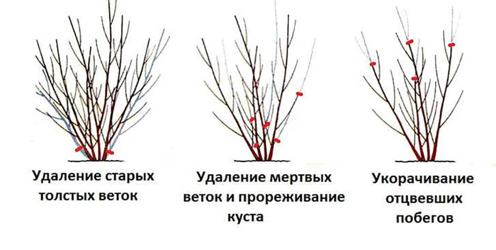 Сирень — описание растения, сорта и виды, посадка и уход