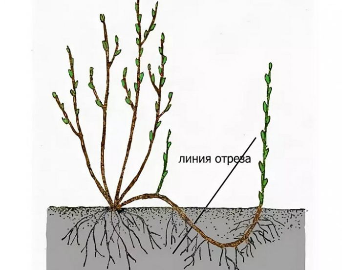 Смородина Лентяй (35 фото) – описание сорта, посадка и уход