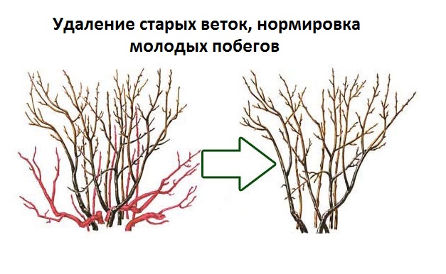 Смородина Лентяй (35 фото) – описание сорта, посадка и уход