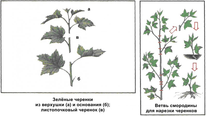 Смородина Лентяй (35 фото) – описание сорта, посадка и уход