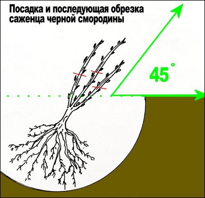 Смородина Лентяй (35 фото) – описание сорта, посадка и уход