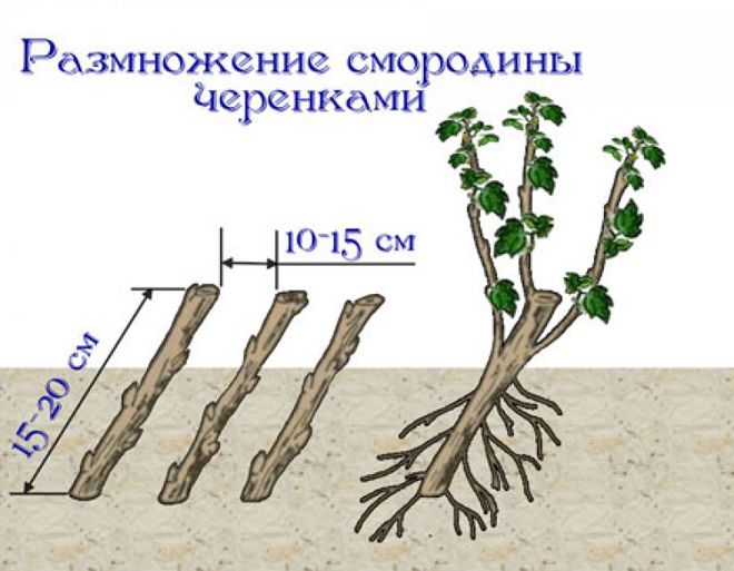 Смородина Лентяй (35 фото) – описание сорта, посадка и уход