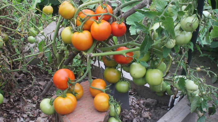 Сорта томатов для засолки и консервирования – рейтинг 2024 года