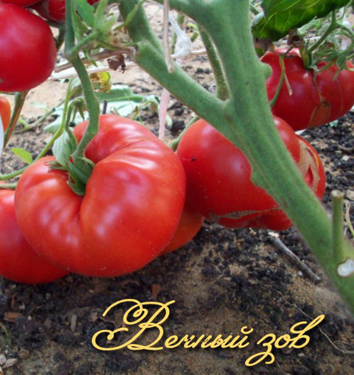 Сорта томатов для засолки и консервирования – рейтинг 2024 года