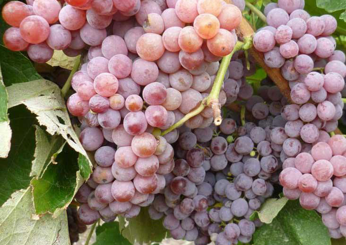 Сорта винограда для Сибири 2024 года