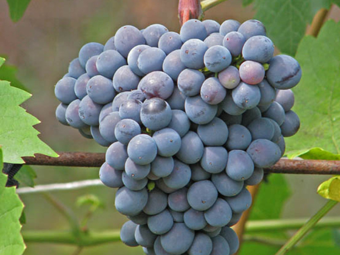 Сорта винограда для Сибири 2024 года