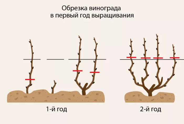 Сорта винограда для вина – 15 лучших сортов 2024 года