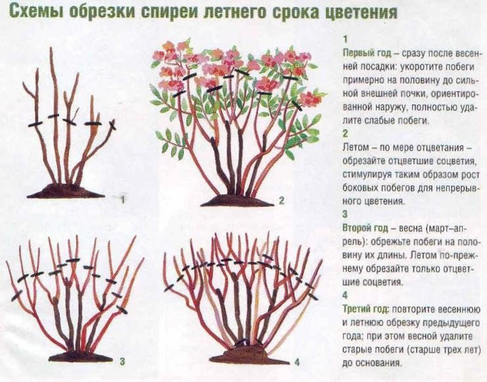 Спирея (100 фото): виды и сорта с описанием, особенности посадки и ухода