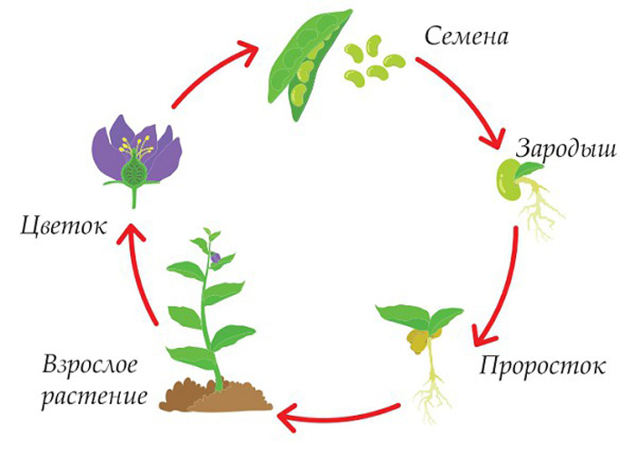 Стратификация семян в домашних условиях: 4 лучших способа