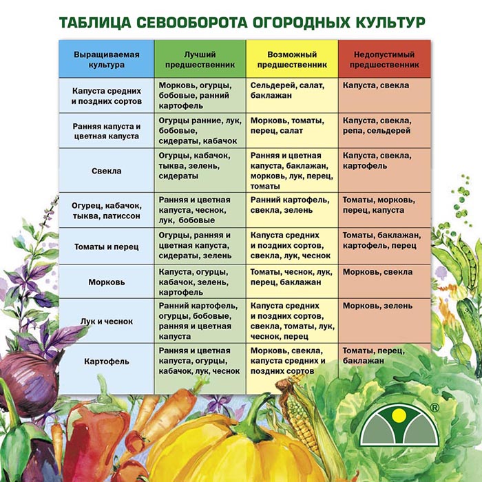 Тля на огурцах в теплице и открытом грунте. Рейтинг 2024 средств от тли