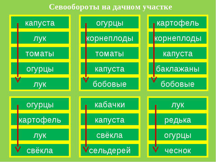 Томат Батяня — характеристика и описание сорта, фото, отзывы