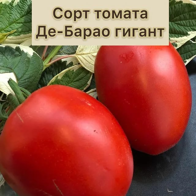 Томат де Барао: описание сорта, фото и отзывы