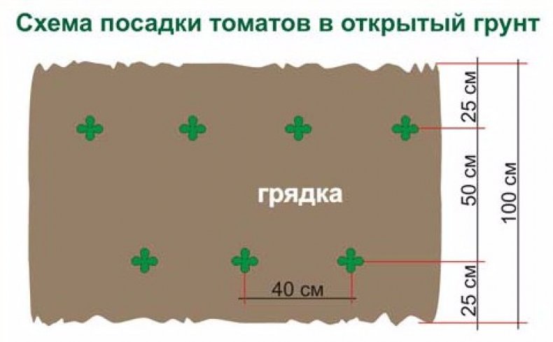 Томат «Ляна»: описание сорта, фото, отзывы