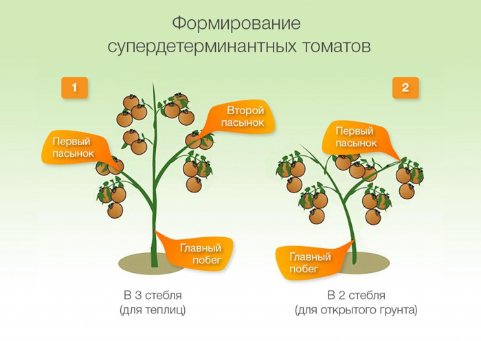 Томат «Мятежный звездный истребитель» – фото, описание, характеристики, отзывы