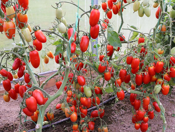 Томат «Сливка» (45 фото) — описание сорта, выращивание в теплице и открытом грунте в 2024 году