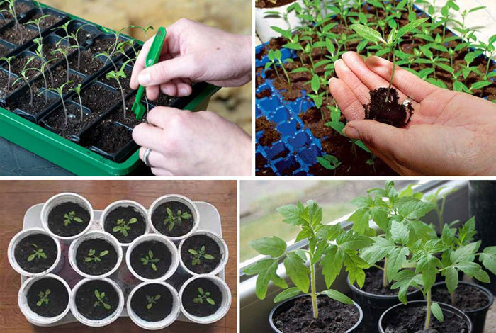 Томат «Сливка» (45 фото) — описание сорта, выращивание в теплице и открытом грунте в 2024 году