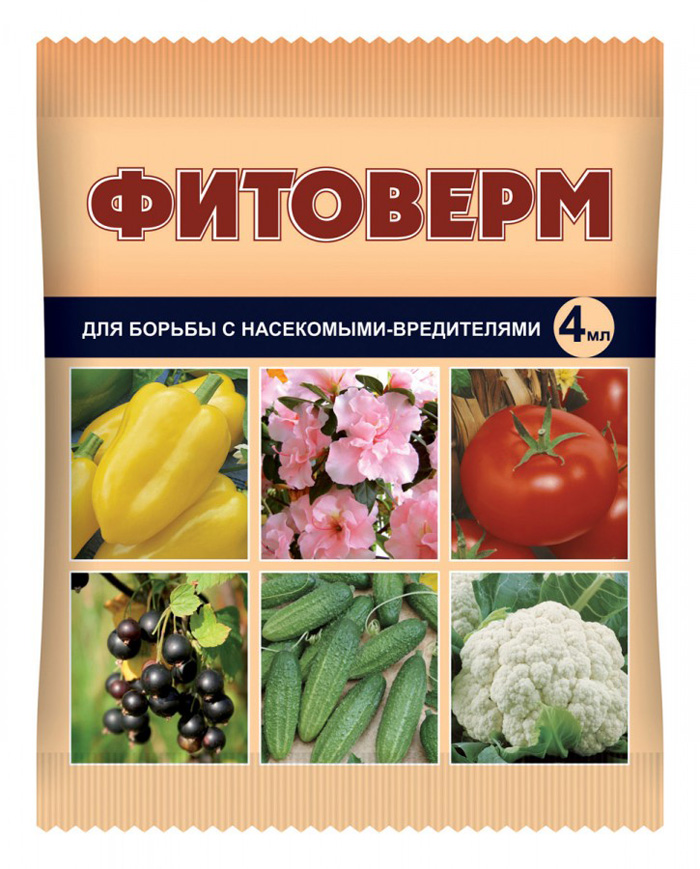 Томат сорта «Чудо» — описание, посадка, отзывы