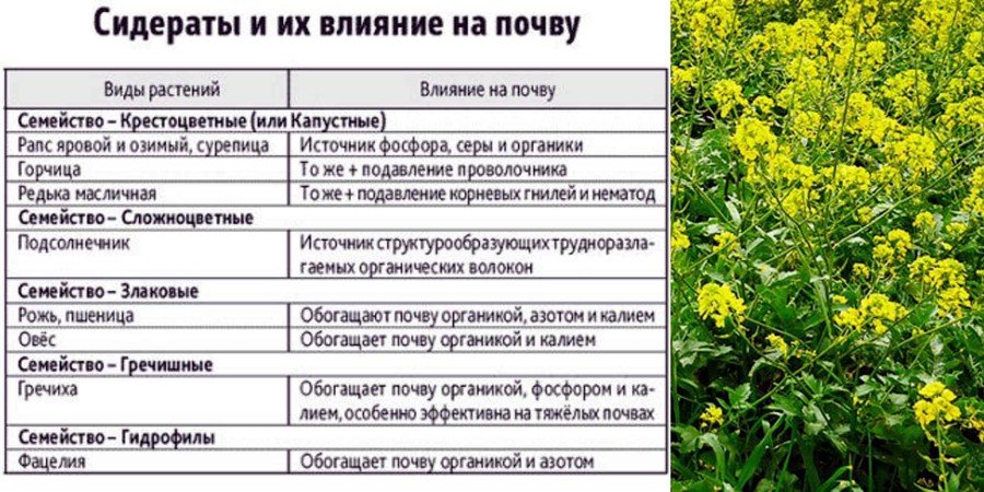 ТОП-13 сидератов для огорода — когда какие сеять