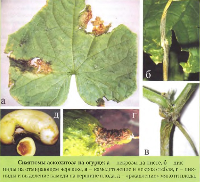 ТОП 20 болезней огурцов: описания с фото и лечение