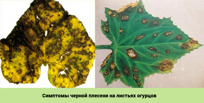 ТОП 20 болезней огурцов: описания с фото и лечение