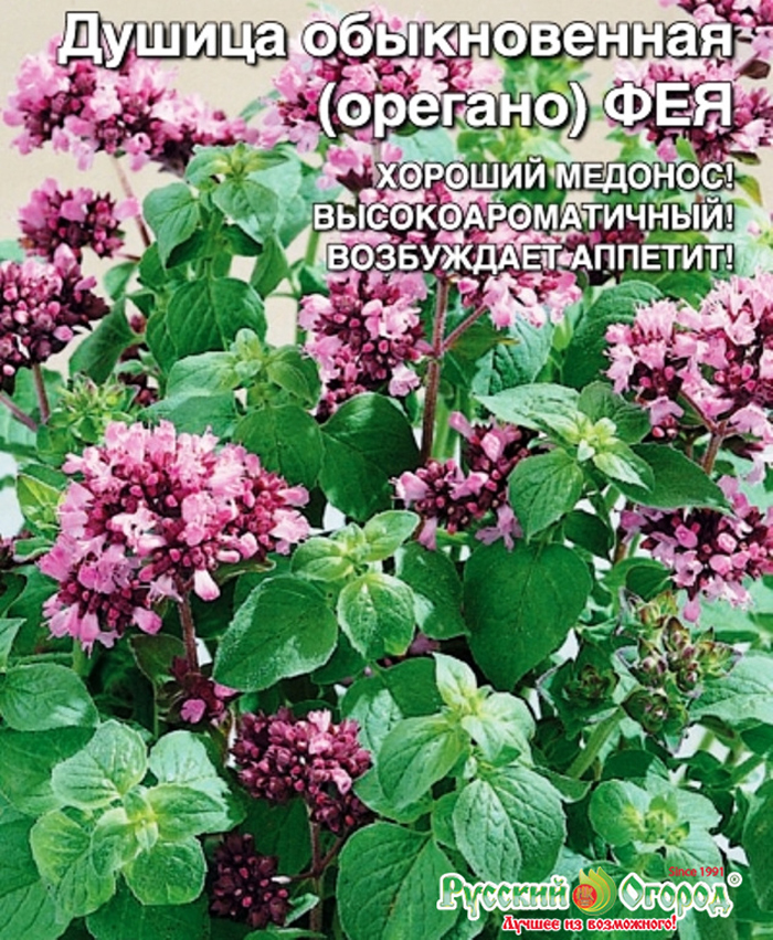 Трава душица обыкновенная (орегано) – 40 фото, сорта, свойства, выращивание, применение