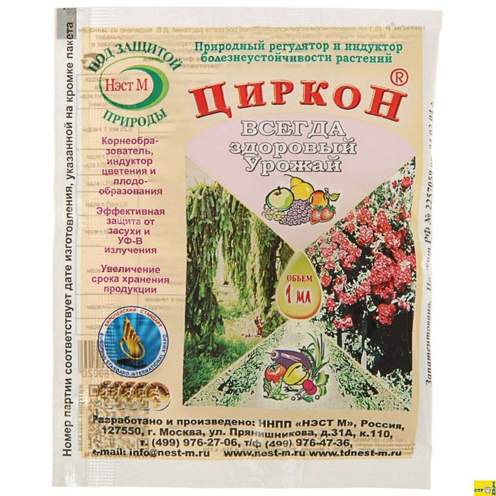 Туя «Смарагд» (65 фото): описание, посадка в открытый грунт и выращивание западной туи