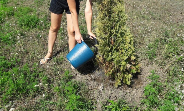 Туя западная «Брабант»: описание, посадка в открытый грунт и выращивание