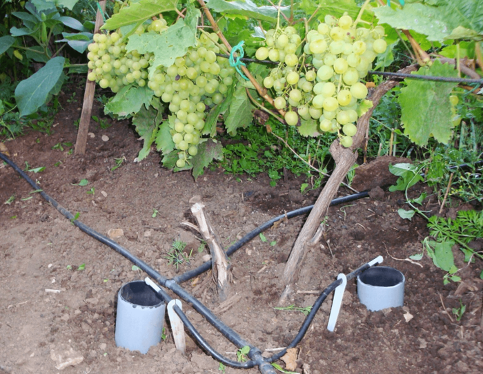 Уход за виноградом в августе 2024 года в Подмосковье