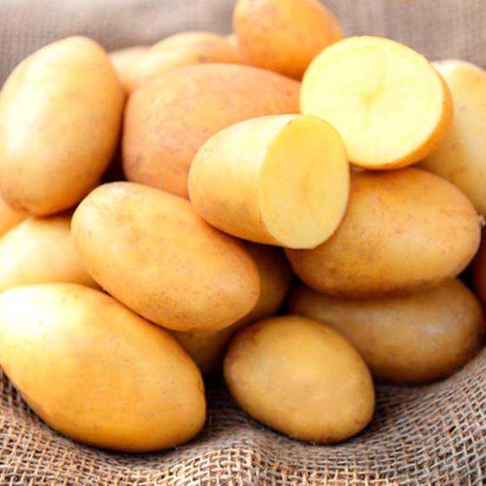 Урожайные сорта картофеля 2024 — описание с фото