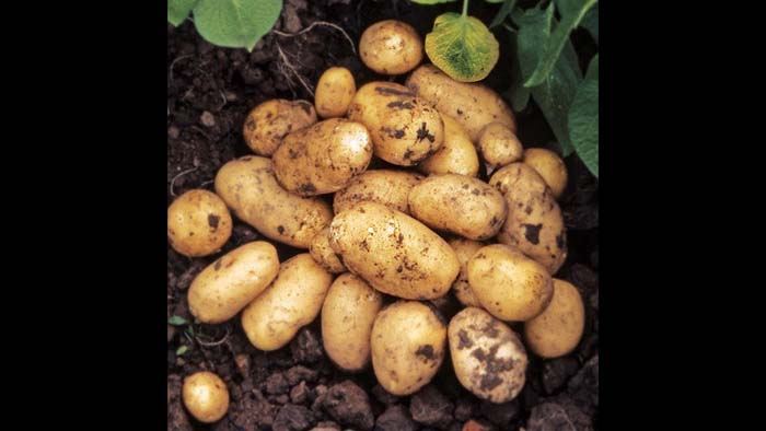 Урожайные сорта картофеля 2024 — описание с фото