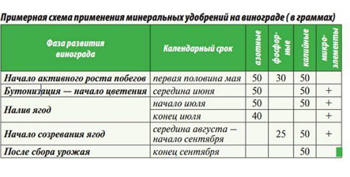 Виноград Кодрянка (30 фото) – описание сорта и правила его выращивания