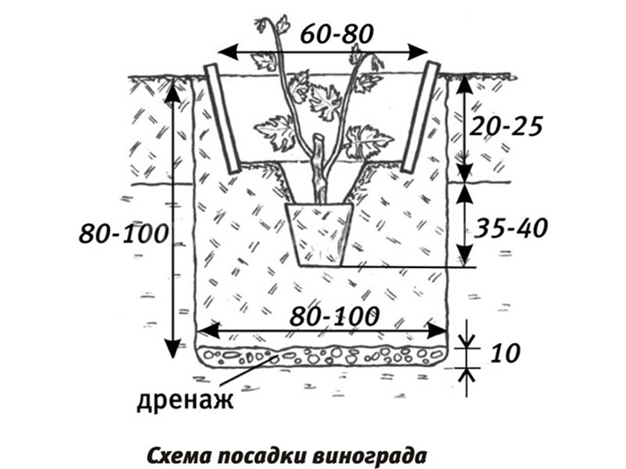 Виноград Кодрянка (30 фото) – описание сорта и правила его выращивания