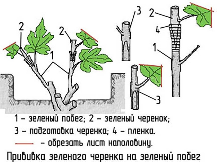 Виноград Кодрянка (30 фото) – описание сорта и правила его выращивания