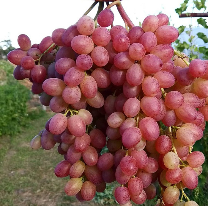 Виноград Велес (40 фото) – описание сорта, урожайность, посадка и уход