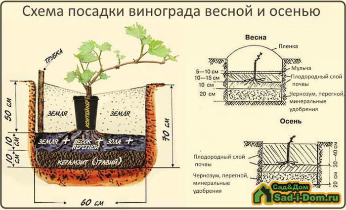 Виноград Велес (40 фото) – описание сорта, урожайность, посадка и уход