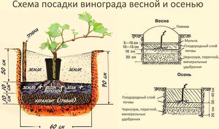 Виноград Восторг (30 фото) — описание сорта, характеристики, отзывы