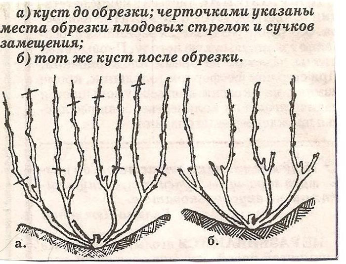 Виноград Восторг (30 фото) — описание сорта, характеристики, отзывы