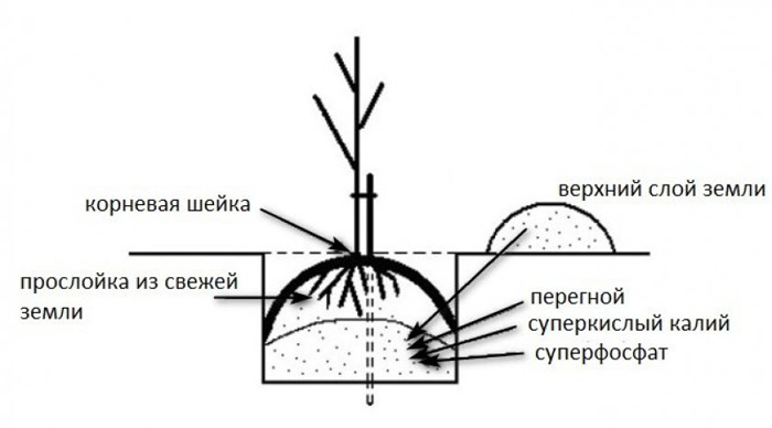 Вишня Владимирская – описание сорта, посадка, уход, опылители и много фото