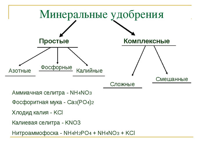 Все о подкормке огурцов в теплице – сроки, схемы, дозировки