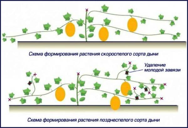 Выращивание дыни в теплице – все от А до Я для 100% богатого урожая