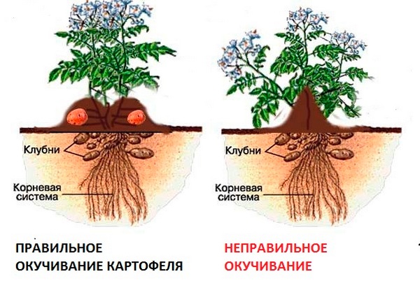 Зачем окучивают растения?