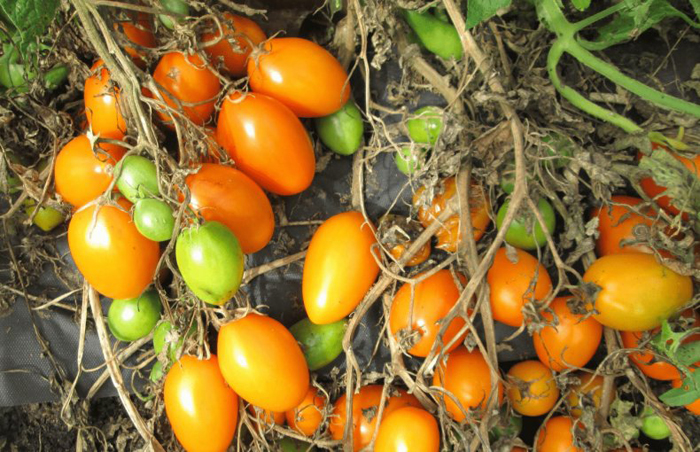 Желтые сорта томатов (85 фото) — каталог лучших сортов для теплицы и открытого грунта в 2024 году